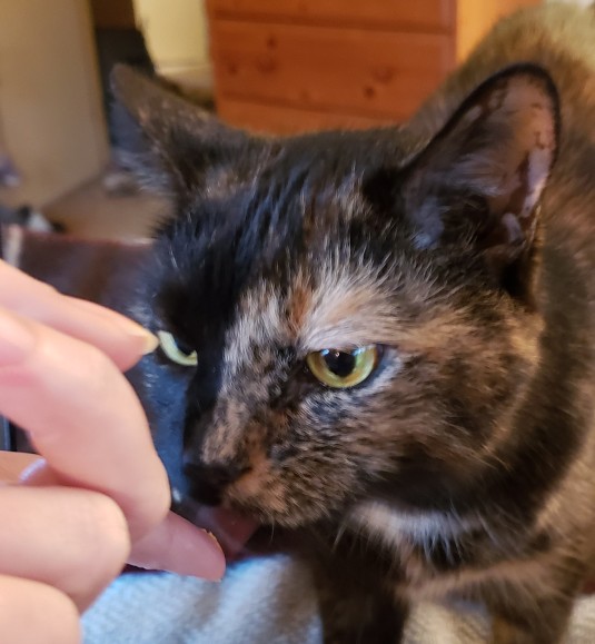 Lily, a black and orange tortoiseshell cat, licking some cheese off my finger