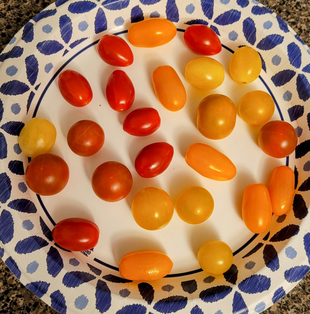 A plate filled with cherry tomatoes ranging in color from red to golden yellow